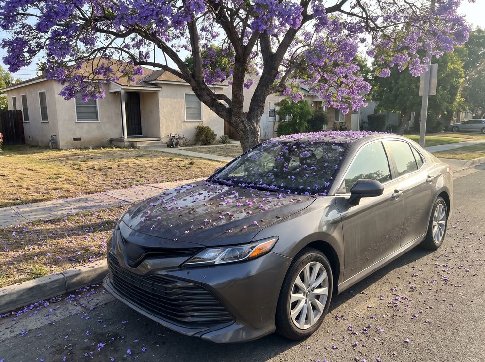A gray sedan parked at the curb under a jacaranda tree, its windshield and hood scattered with fallen purple flowers